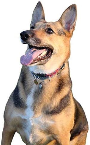 طوق National Leash الكبير لتعريف الكلاب فقط - طوق سنيكرز الأصلي - فييستا in Kuwait