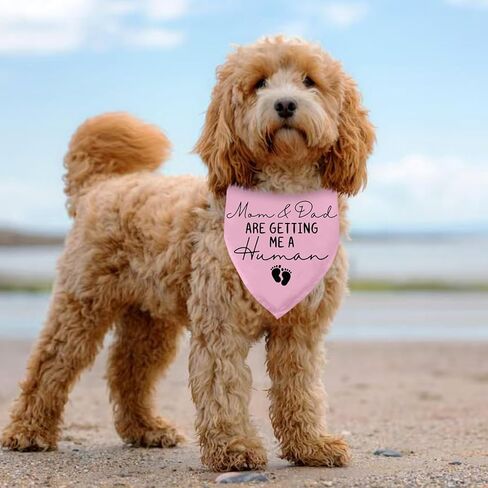 Dog Bandana Pregnancy Announcement Mom & Dad are Getting Me a Human Dog Baby Announcement Bandana Pregnancy Announcement Gender Reveal Dogs Scarf for Small Medium Cats Dogs (Pink) in Kuwait
