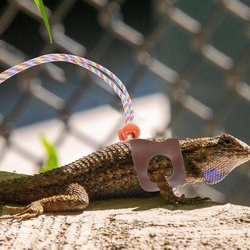TOYANDONA Adjustable Brown Lizard Leash Harness for Small Reptiles Bearded Dragon Accessories Outdoor Walking Rope Reptile Supply Pet Traction Harness in Kuwait