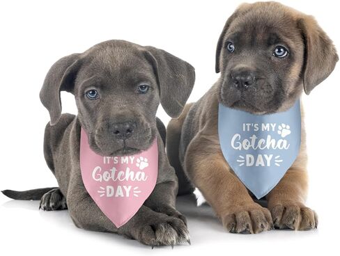 2 Pack It's My Gotcha Day Dog Bandana Adoption Day for Dogs Pet Bandanas Accessories for Dog Lovers Pet Scarf in Kuwait