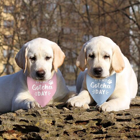 2 Pack It's My Gotcha Day Dog Bandana Adoption Day for Dogs Pet Bandanas Accessories for Dog Lovers Pet Scarf in Kuwait