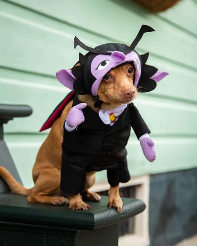 Pet Krewe The Count Vampire Dog Costume | Sesame Street Dracula Monster Pet Costumes for Dogs and Cats | Small Medium Large and X-Large in Kuwait