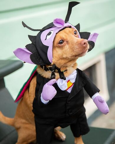 Pet Krewe The Count Vampire Dog Costume | Sesame Street Dracula Monster Pet Costumes for Dogs and Cats | Small Medium Large and X-Large in Kuwait