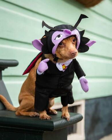 Pet Krewe The Count Vampire Dog Costume | Sesame Street Dracula Monster Pet Costumes for Dogs and Cats | Small Medium Large and X-Large in Kuwait