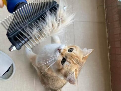 2-in-1 Cat Brush for Shedding - Double-Sided Undercoat Rake for Long Haired Cats - Professional Dematting Tool for Dense Double-Coats - Gentle Deshedding Brush for Kittens, Blue in Kuwait