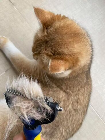 2-in-1 Cat Brush for Shedding - Double-Sided Undercoat Rake for Long Haired Cats - Professional Dematting Tool for Dense Double-Coats - Gentle Deshedding Brush for Kittens, Blue in Kuwait