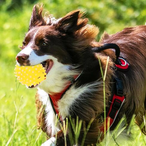 FRCOLOR Squeaky Latex Hedgehog Dog Toy 2Pcs Chew Toys for Puppies Interactive Dental Supplies in Kuwait