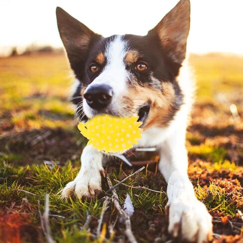 FRCOLOR Squeaky Latex Hedgehog Dog Toy 2Pcs Chew Toys for Puppies Interactive Dental Supplies in Kuwait