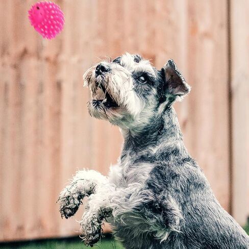 FRCOLOR Squeaky Latex Hedgehog Dog Toy 2Pcs Chew Toys for Puppies Interactive Dental Supplies in Kuwait