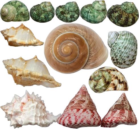 Hermit Crab Shells Medium to Large, Natural Seashells | M-L Conch Size 1.57-3.14", Opening Size 0.59-1.57" | Turbo Seashells for Beach Theme and Aquarium Decoration 13pcs in Kuwait
