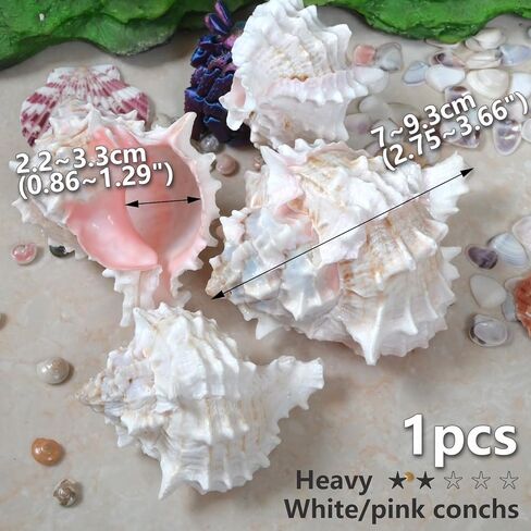 Hermit Crab Shells Medium to Large, Natural Seashells | M-L Conch Size 1.57-3.14", Opening Size 0.59-1.57" | Turbo Seashells for Beach Theme and Aquarium Decoration 13pcs in Kuwait
