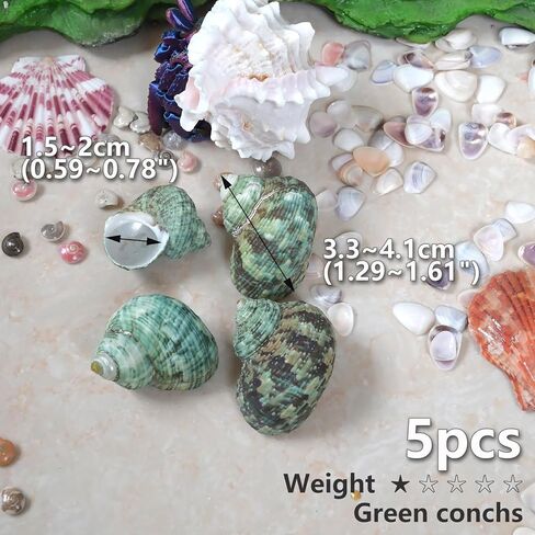 Hermit Crab Shells Medium to Large, Natural Seashells | M-L Conch Size 1.57-3.14", Opening Size 0.59-1.57" | Turbo Seashells for Beach Theme and Aquarium Decoration 13pcs in Kuwait