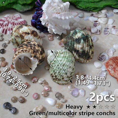 Hermit Crab Shells Medium to Large, Natural Seashells | M-L Conch Size 1.57-3.14", Opening Size 0.59-1.57" | Turbo Seashells for Beach Theme and Aquarium Decoration 13pcs in Kuwait