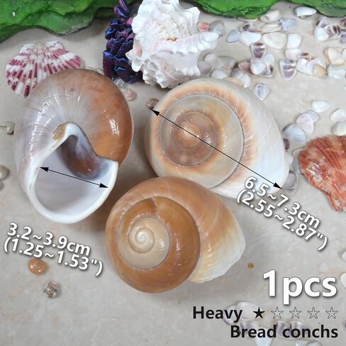 Hermit Crab Shells Medium to Large, Natural Seashells | M-L Conch Size 1.57-3.14", Opening Size 0.59-1.57" | Turbo Seashells for Beach Theme and Aquarium Decoration 13pcs in Kuwait