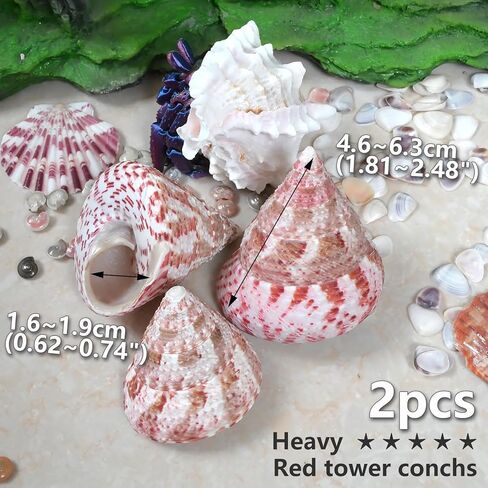 Hermit Crab Shells Medium to Large, Natural Seashells | M-L Conch Size 1.57-3.14", Opening Size 0.59-1.57" | Turbo Seashells for Beach Theme and Aquarium Decoration 13pcs in Kuwait