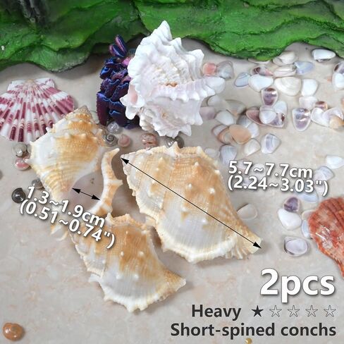 Hermit Crab Shells Medium to Large, Natural Seashells | M-L Conch Size 1.57-3.14", Opening Size 0.59-1.57" | Turbo Seashells for Beach Theme and Aquarium Decoration 13pcs in Kuwait