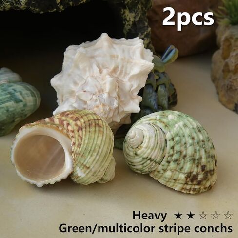Hermit Crab Shells Medium to Large, Natural Seashells | M-L Conch Size 1.57-3.14", Opening Size 0.59-1.57" | Turbo Seashells for Beach Theme and Aquarium Decoration 13pcs in Kuwait