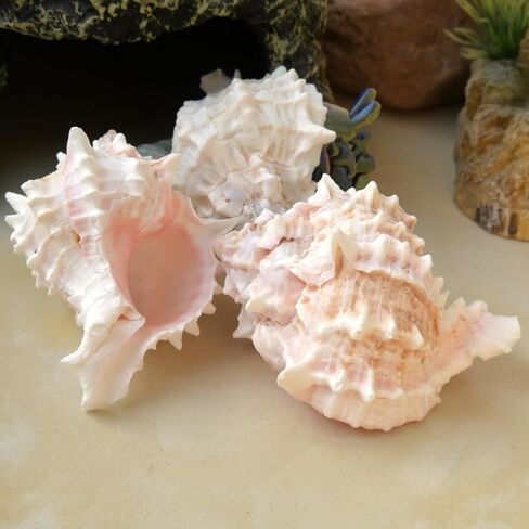 Hermit Crab Shells Medium to Large, Natural Seashells | M-L Conch Size 1.57-3.14", Opening Size 0.59-1.57" | Turbo Seashells for Beach Theme and Aquarium Decoration 13pcs in Kuwait