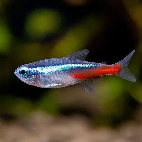 Swimming Creatures™ Neon Tetra (Paracheirodon innesi) أسماك حوض السمك في المياه العذبة الحية (الحجم 1.5-2 سم تقريبًا) in Kuwait