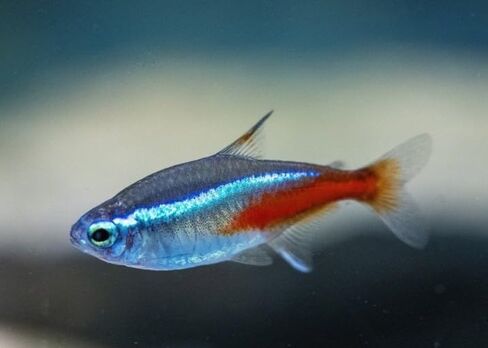 Swimming Creatures™ Neon Tetra (Paracheirodon innesi) أسماك حوض السمك في المياه العذبة الحية (الحجم 1.5-2 سم تقريبًا) in Kuwait