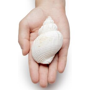 1 Pcs White Cominella Nassoides Shell, 3.5 inch Natural Seashells for Hermit Crab Replacement Shells, Fish Tank Aquarium Ornaments in Kuwait