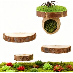 Jumping Spider Hide with Magnets with 3 Semi-Circle Ledges, Natural Wood Climbing Gyms for Jumping Spiders, Tarantulas, Geckos Enclosure in Saudi Arabia