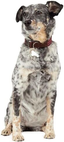 Reddy by Petco Webbed Dog Collar Burgundy Medium in Kuwait
