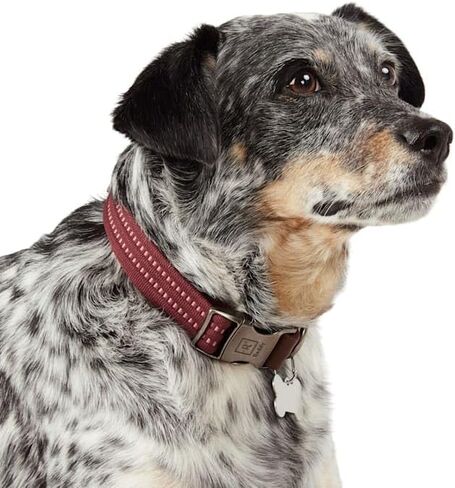 Reddy by Petco Webbed Dog Collar Burgundy Medium in Kuwait