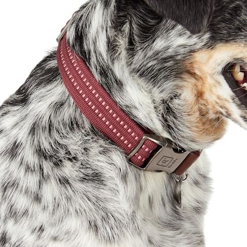 Reddy by Petco Webbed Dog Collar Burgundy Medium in Kuwait