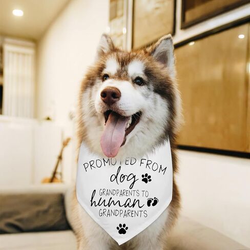 Grandparents Baby Announcement Dog Bandana Promoted to Grandparents Pregnancy Announcement Gender Reveal Photo Props Promoted to Grandma Grandpa Durable Triangle Scarf for Small Medium Large Dogs in Kuwait