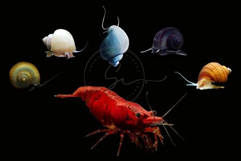 Swimming Creatures™ Premium Grade Neocaridina Shrimps with Assorted Mystery Snails, Freshwater Aquarium, 100% Live Arrival Guarantee (10 Premium FIRE RED + 3 Mystery Snail) in Kuwait