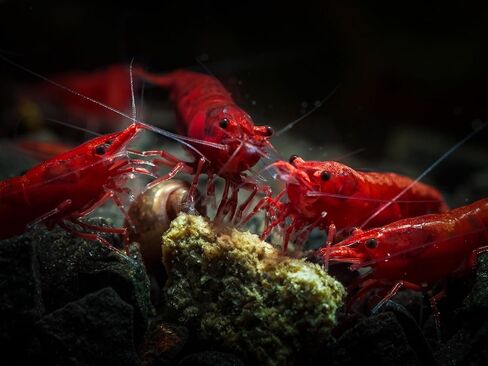 Swimming Creatures™ Premium Grade Neocaridina Shrimps with Assorted Mystery Snails, Freshwater Aquarium, 100% Live Arrival Guarantee (10 Premium FIRE RED + 3 Mystery Snail) in Kuwait