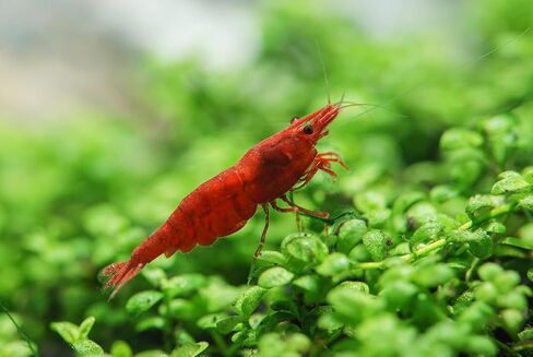 Swimming Creatures™ Premium Grade Neocaridina Shrimps with Assorted Mystery Snails, Freshwater Aquarium, 100% Live Arrival Guarantee (10 Premium FIRE RED + 3 Mystery Snail) in Kuwait