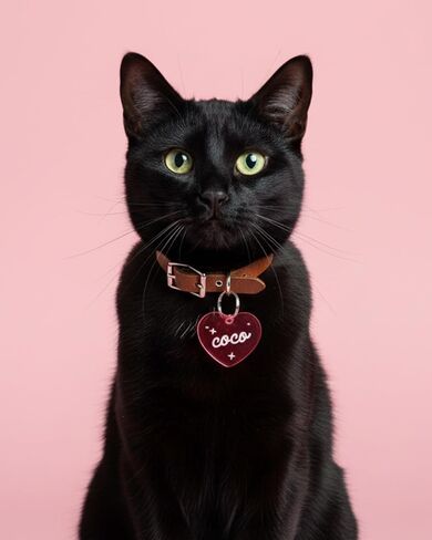 Personalized Pet ID Name Tag Heart Charm – Custom Engraved Contact Information – Durable Acrylic Collar Pendant w/Stainless Steel Ring for Harnesses – Lightweight for Dogs Cats Puppies Kittens in Kuwait