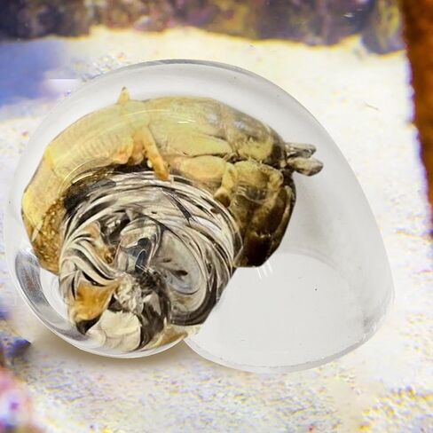 Large Hermit Crab Shells | Hermit Crab Habitat - Glass Large Clear Reptiles Crustaceans Conch Habitat Ornaments for Marine Aquarium Terrarium Fish Spiral Tank Decor in Kuwait