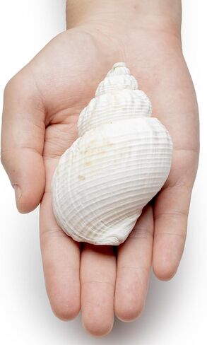 1 Pcs White Cominella Nassoides Shell, 3.5 inch Natural Seashells for Hermit Crab Replacement Shells, Fish Tank Aquarium Ornaments in Kuwait