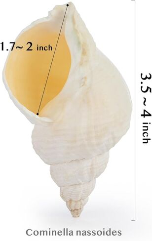 1 Pcs White Cominella Nassoides Shell, 3.5 inch Natural Seashells for Hermit Crab Replacement Shells, Fish Tank Aquarium Ornaments in Kuwait