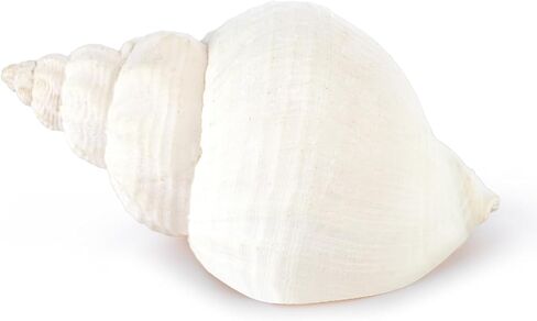 1 Pcs White Cominella Nassoides Shell, 3.5 inch Natural Seashells for Hermit Crab Replacement Shells, Fish Tank Aquarium Ornaments in Kuwait