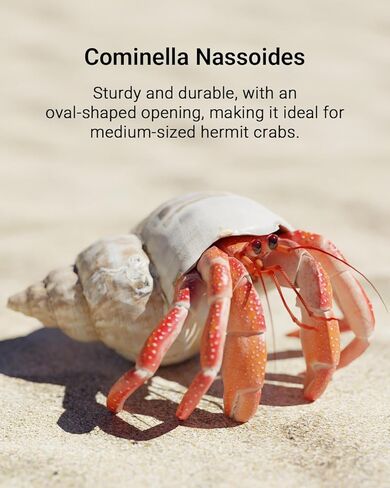 1 Pcs White Cominella Nassoides Shell, 3.5 inch Natural Seashells for Hermit Crab Replacement Shells, Fish Tank Aquarium Ornaments in Kuwait