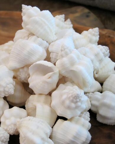1 Pcs White Cominella Nassoides Shell, 3.5 inch Natural Seashells for Hermit Crab Replacement Shells, Fish Tank Aquarium Ornaments in Kuwait