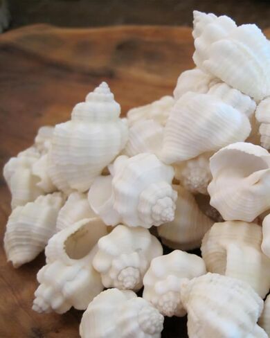 1 Pcs White Cominella Nassoides Shell, 3.5 inch Natural Seashells for Hermit Crab Replacement Shells, Fish Tank Aquarium Ornaments in Kuwait