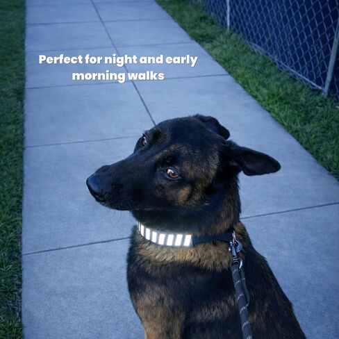 K9 Pro Supply Reflective No Pull Dog Collar for Medium and Large Dogs, with Heavy Duty Buckle for Walking, Obedience Training Belgian Malinois and German Shepard. Safe and Easy to use (M, Black) in Kuwait