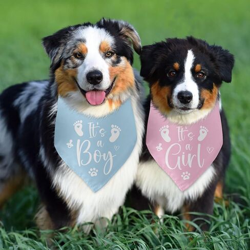It's a Boy It's a Girl Dog Bandana Pregnancy Announcement Dog Bandana 2 Packs Gender Reveal Baby Announcement Photo Prop Accessories for Puppy Pet Lovers Owner Gift in Kuwait