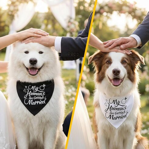 2PCS My Humans are Getting Married Dog Bandanas، مثلثة الكلب باندانا هدية خطوبة، مريحة قابلة للتعديل للكلاب الزفاف عصابات الزفاف الخطوبة لإمدادات الزفاف حزب صور الديكور in Kuwait