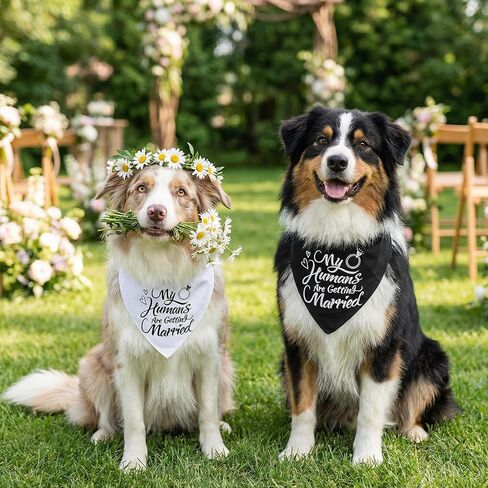 2PCS My Humans are Getting Married Dog Bandanas، مثلثة الكلب باندانا هدية خطوبة، مريحة قابلة للتعديل للكلاب الزفاف عصابات الزفاف الخطوبة لإمدادات الزفاف حزب صور الديكور in Kuwait