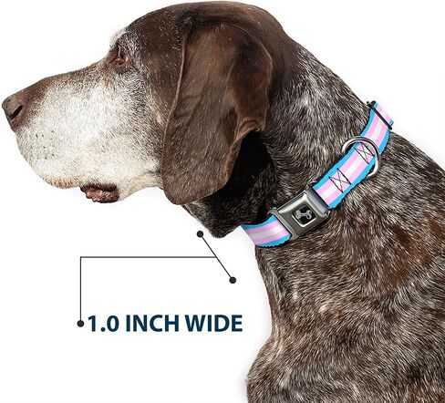 Buckle-Down Dog Collar Seatbelt Buckle Flag Transgender Baby Blue Baby Pink White 11 to 17 Inches 1.0 Inch Wide in Kuwait