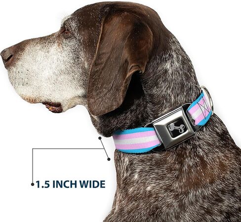 Buckle-Down Dog Collar Seatbelt Buckle Flag Transgender Baby Blue Baby Pink White 11 to 17 Inches 1.0 Inch Wide in Kuwait