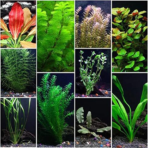 Premium Assorted Mixed Plant Bundle - Live Aquarium Plant - Freshwater - Low | Medium | High Light in Kuwait