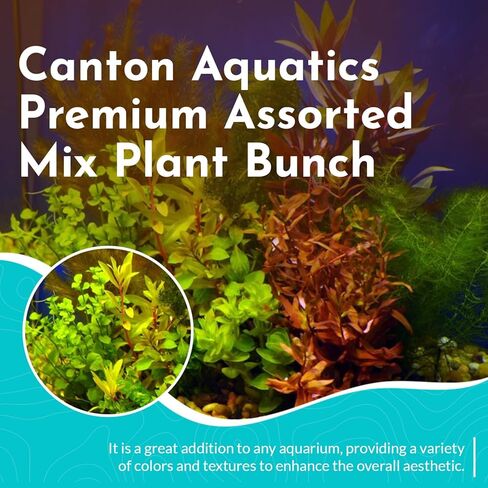 Premium Assorted Mixed Plant Bundle - Live Aquarium Plant - Freshwater - Low | Medium | High Light in Kuwait