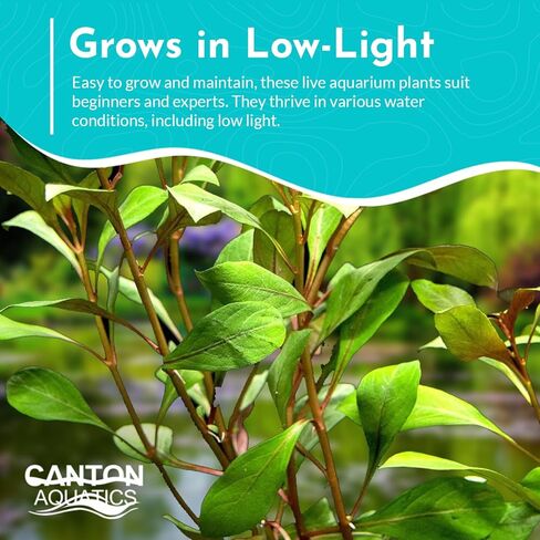 Premium Assorted Mixed Plant Bundle - Live Aquarium Plant - Freshwater - Low | Medium | High Light in Kuwait